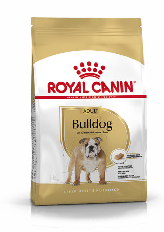 Bulldog Adult